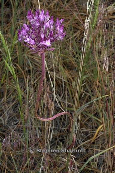 dichelostemma volubile 9 graphic